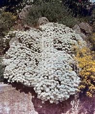 Candytuft Iberis sempervirens Purity from Growing Colors