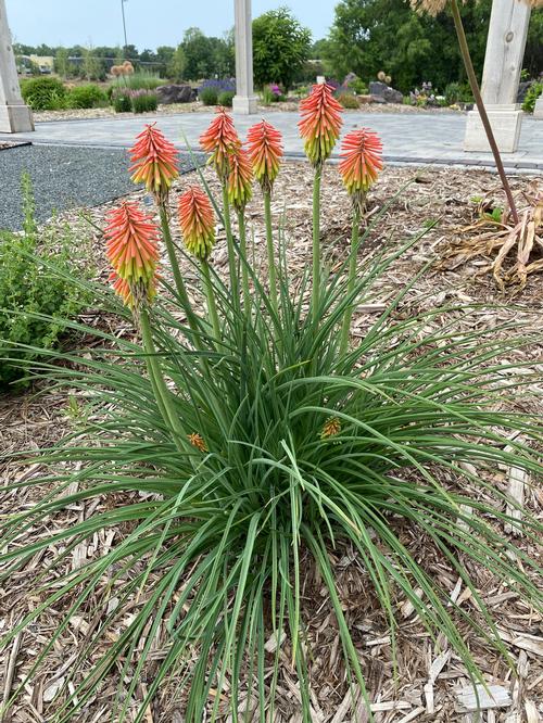 Red Hot Poker Kniphofia hirsuta Fire Dance from Growing Colors