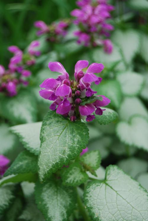 Spotted Dead Nettle Lamium maculatum Purple Dragon from Growing Colors