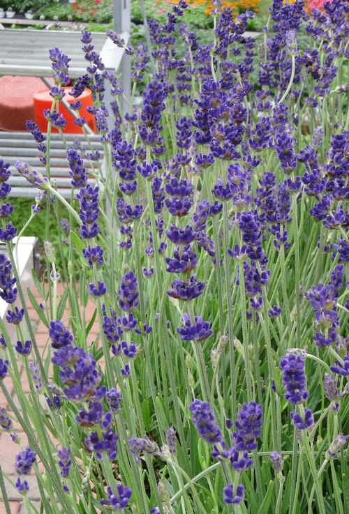 Lavender Lavandula angustifolia Big Time Blue from Growing Colors