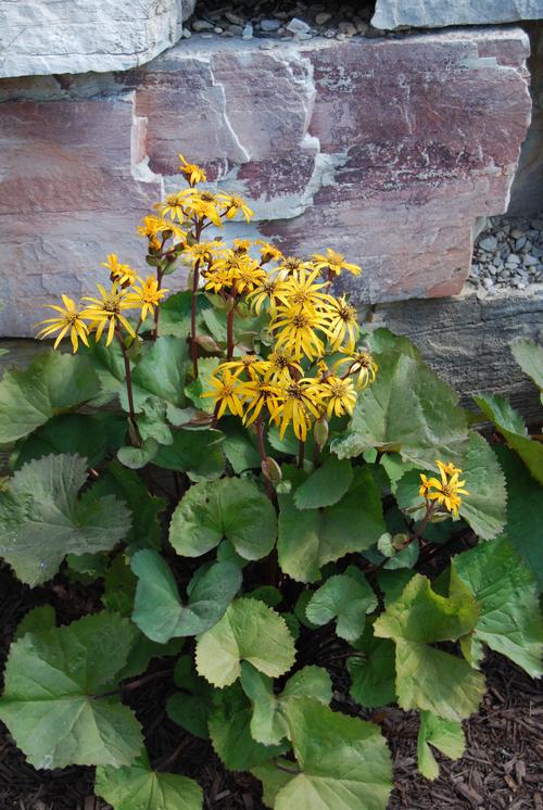 Ragwort Ligularia dentata Othello from Growing Colors