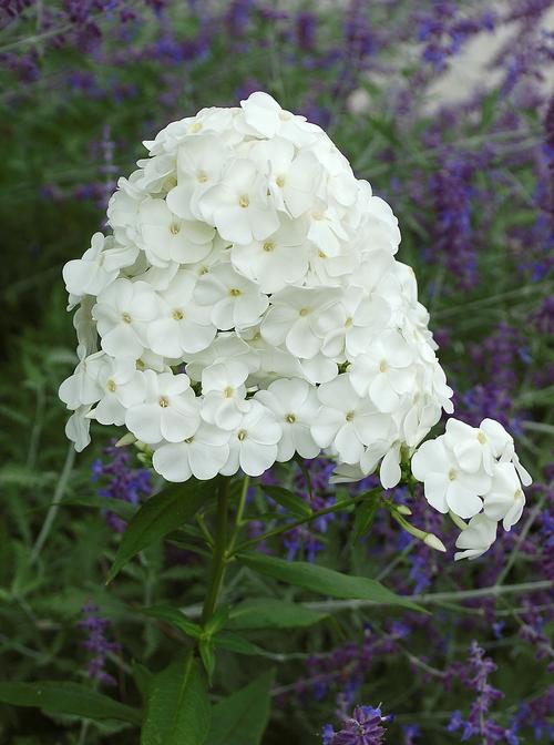 Tall Garden Phlox Phlox Tall Garden paniculata David from Growing Colors