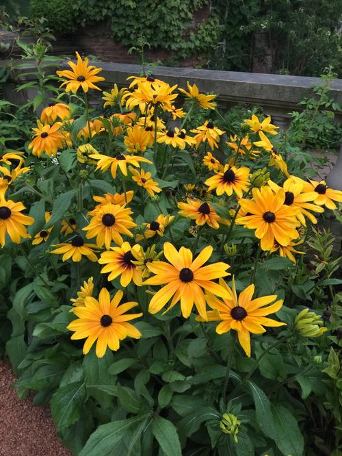 Rudbeckia Hirta Indian Summer