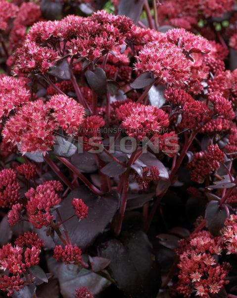 Stonecrop Sedum Tall Upright Clumping Purple Emperor from