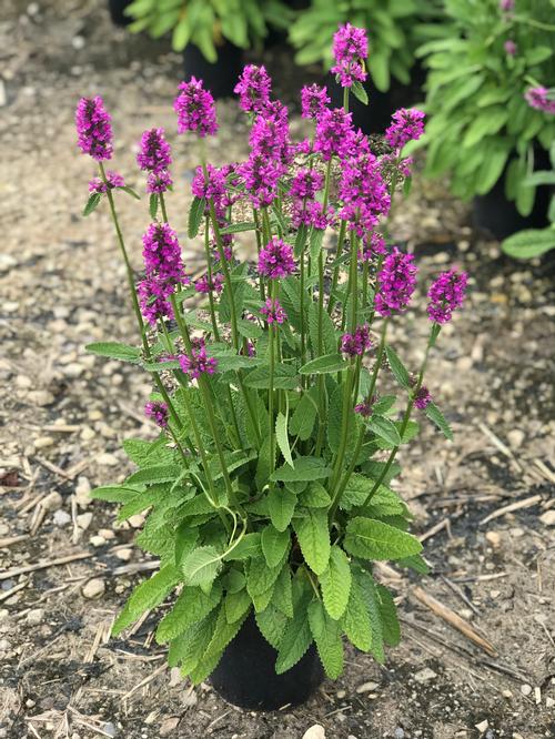Lamb's Ear Stachys monnieri Hummelo from Growing Colors
