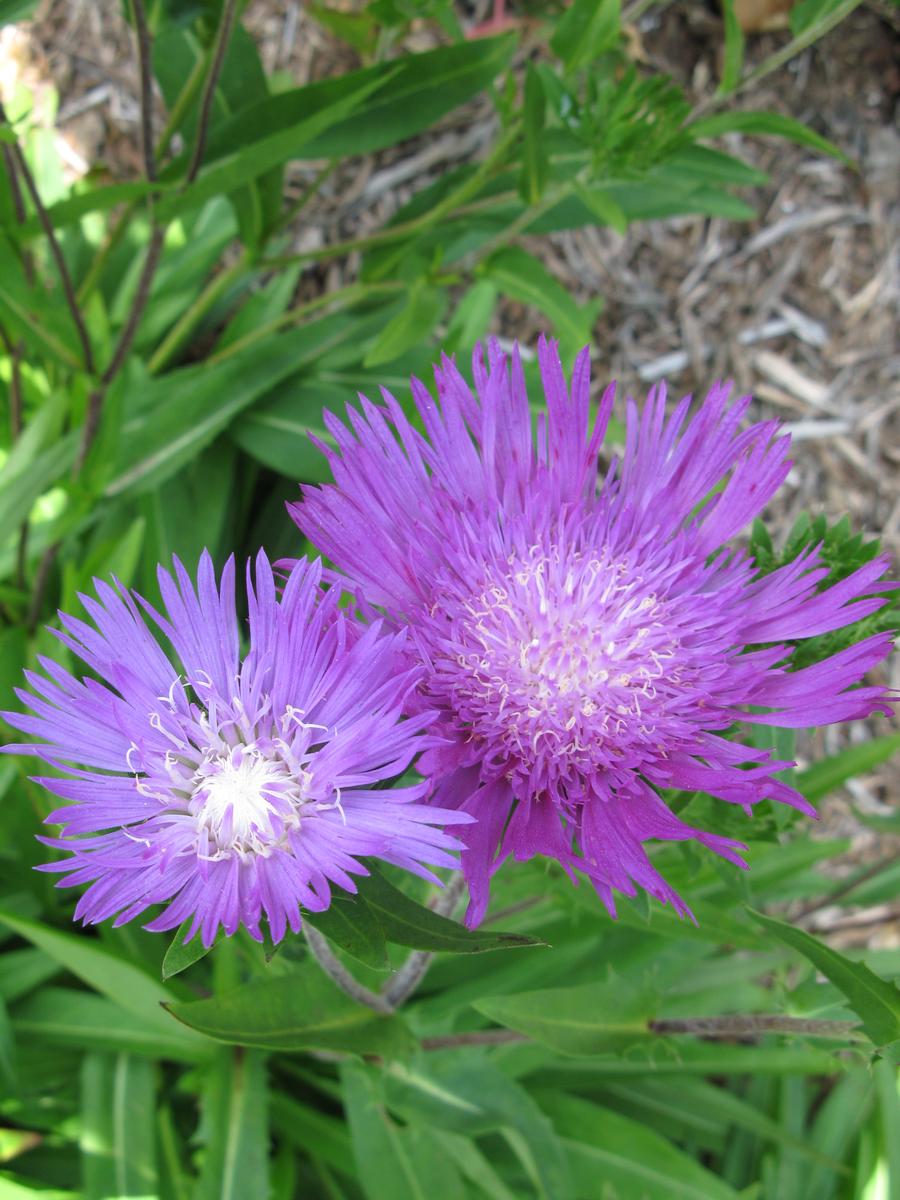 Stokes' Aster Stokesia laevis Honeysong Purple from Growing Colors
