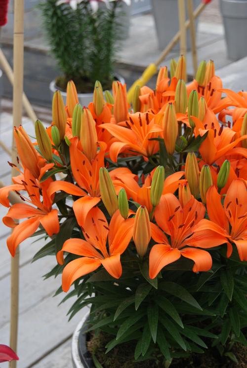 Lilium Asiatic Pot Lily Orange Matrix from Growing Colors