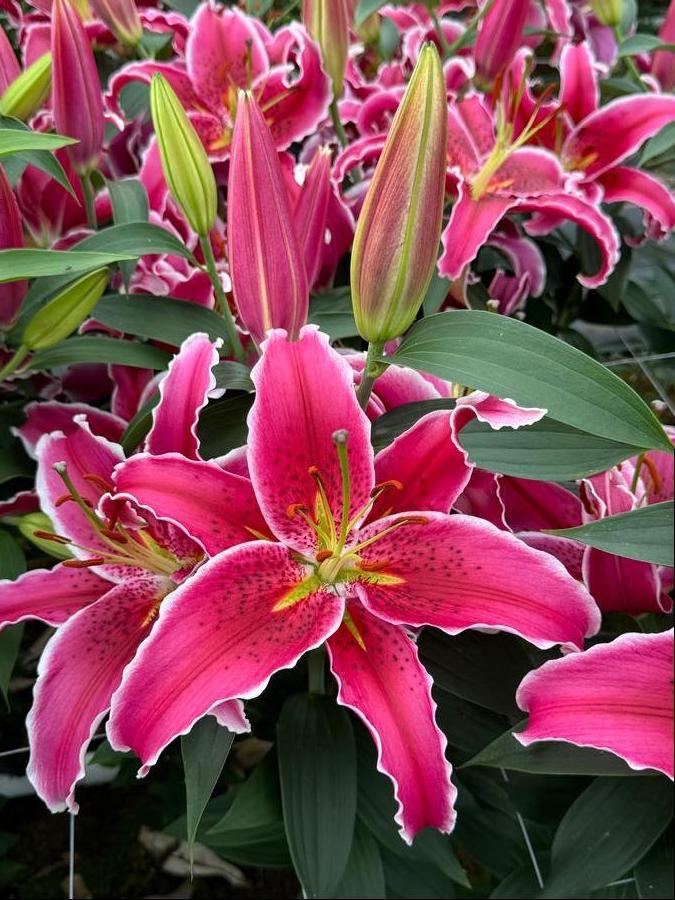 Lilium Oriental Lily Starfighter from Growing Colors