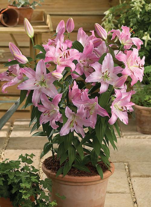 Lilium Oriental Pot Lily Farolito from Growing Colors