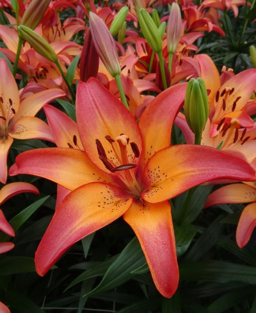 longiflorum x asiatic Lilium LA Hybrid Lily Royal Sunset from Growing