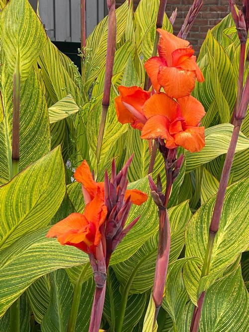 Canna Lily Canna Pretoria from Growing Colors
