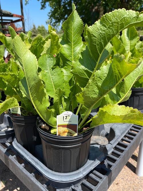 Horseradish Peroxidase Chemistry LibreTexts