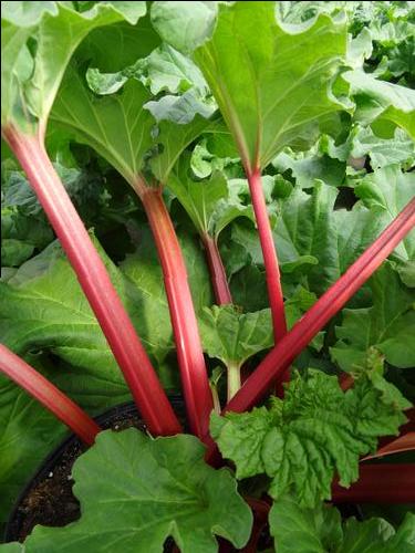 Rhubarb Canada Red from Growing Colors