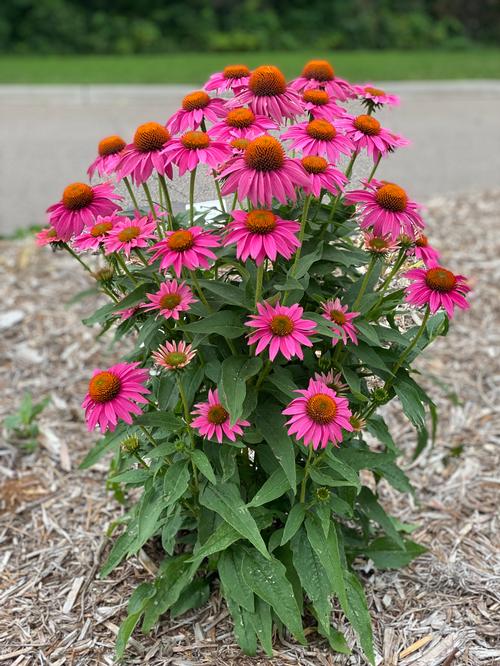 Coneflower Echinacea purpurea POW WOW™ Wild Berry from Growing Colors