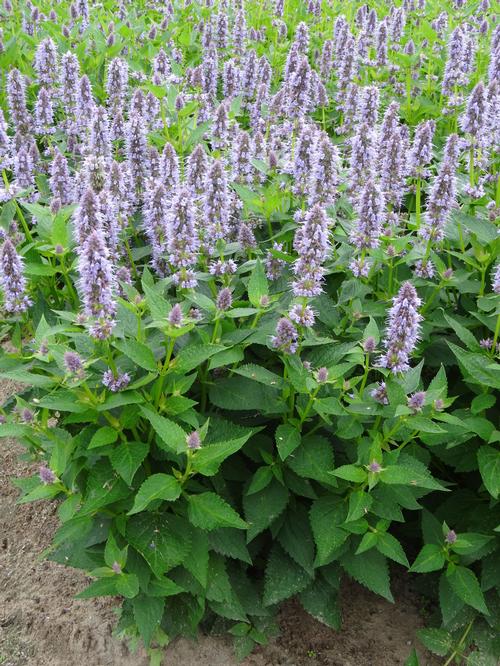 Anise hyssop Agastache Blue Fortune from Growing Colors