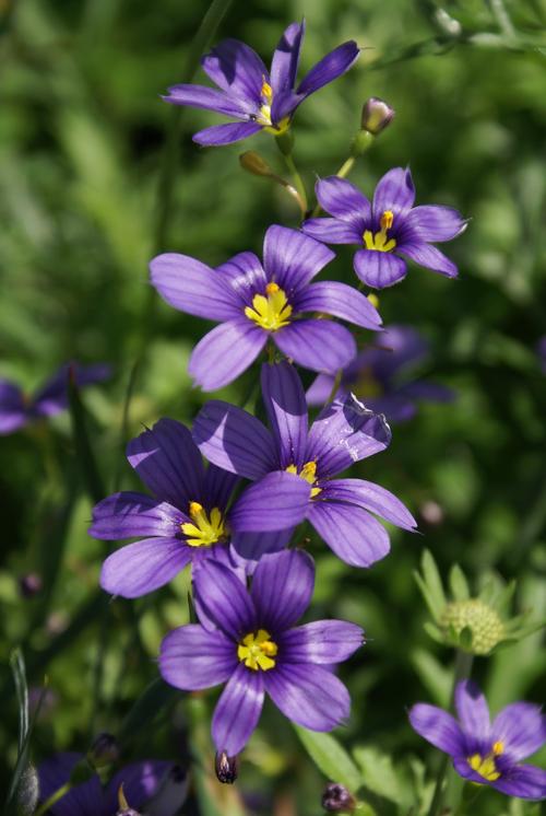 BlueEyed Grass Sisyrinchium angustifolium Lucerne from Growing Colors