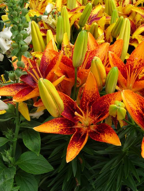 Lilium Asiatic Pot Lily Looks™ Tiny Orange Sensation from Growing Colors