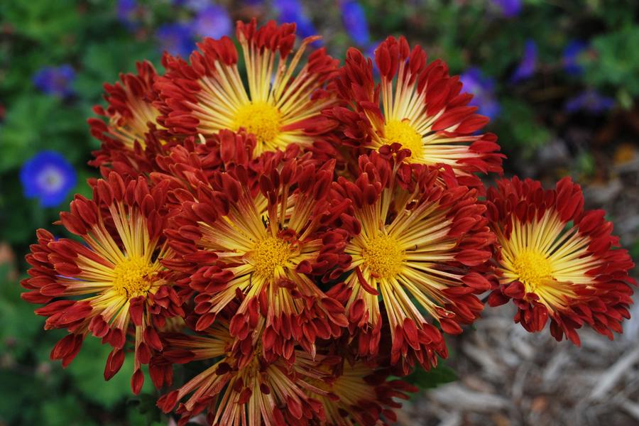 Hardy Mum Chrysanthemum Matchsticks from Growing Colors