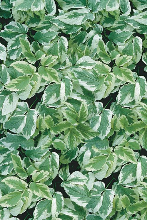 Ground Covers from Growing Colors
