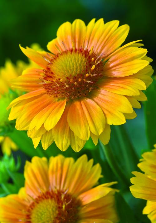 Blanket Flower Gaillardia aristata Arizona Apricot from Growing Colors
