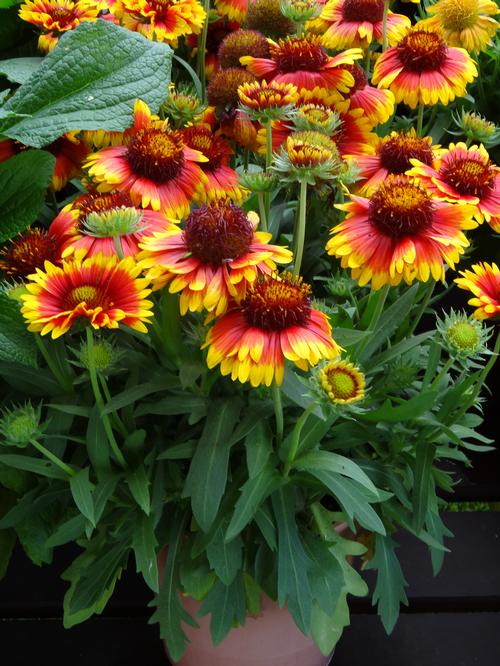 Blanket Flower Gaillardia grandiflora Mesa™ Bright Bicolor from Growing