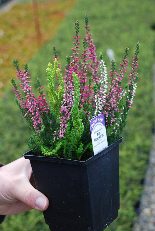 Heather Heather Calluna vulgaris from Growing Colors