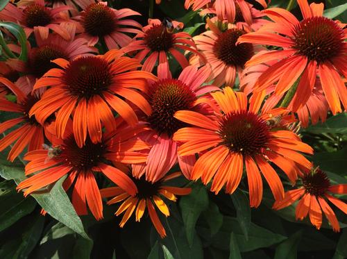 Coneflower Echinacea purpurea Butterfly™ Julia from Growing Colors