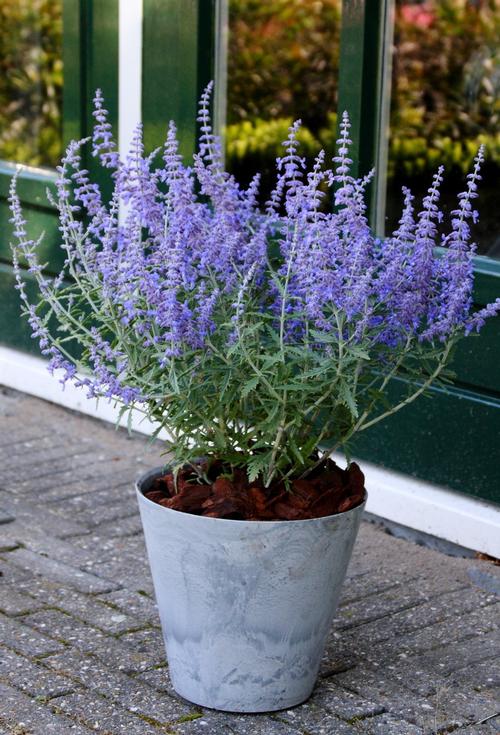 Russian Sage Perovskia atriplicifolia Lacey Blue from Growing Colors