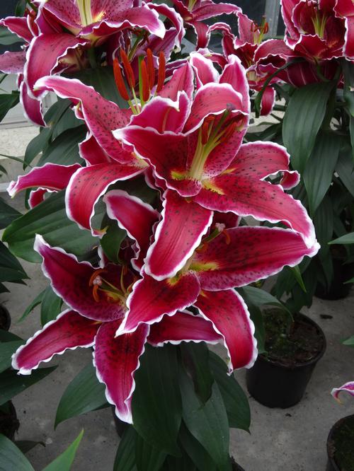 Lilium Oriental Pot Lily Sunny Grenada from Growing Colors