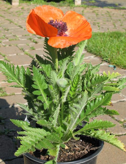 Oriental Poppy Papaver orientalis Prince of Orange from Growing Colors