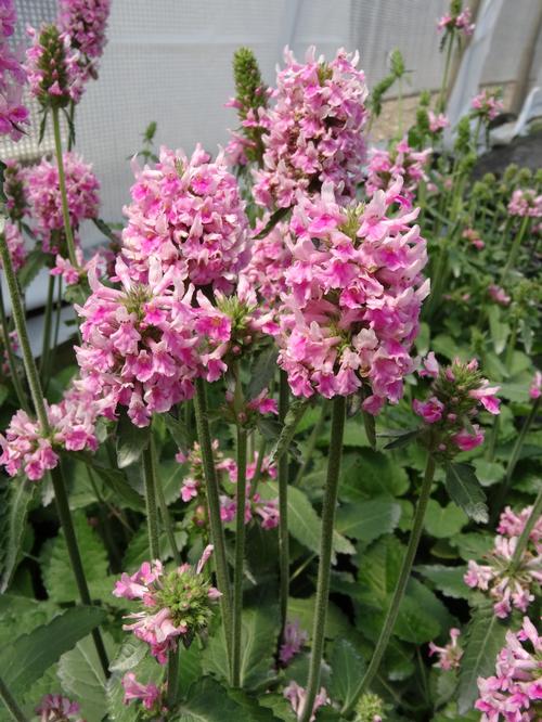 Lamb's Ear Stachys officinalis Pink Cotton Candy N/A for 2019 from