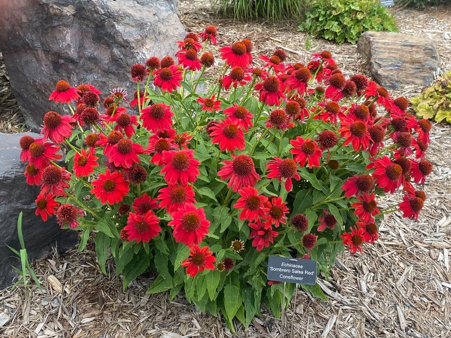Coneflower Echinacea Sombrero® Salsa Red from Growing Colors