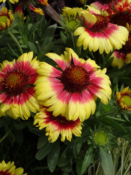 Blanket Flower Gaillardia x grandiflora Sunset Mexican from Growing Colors
