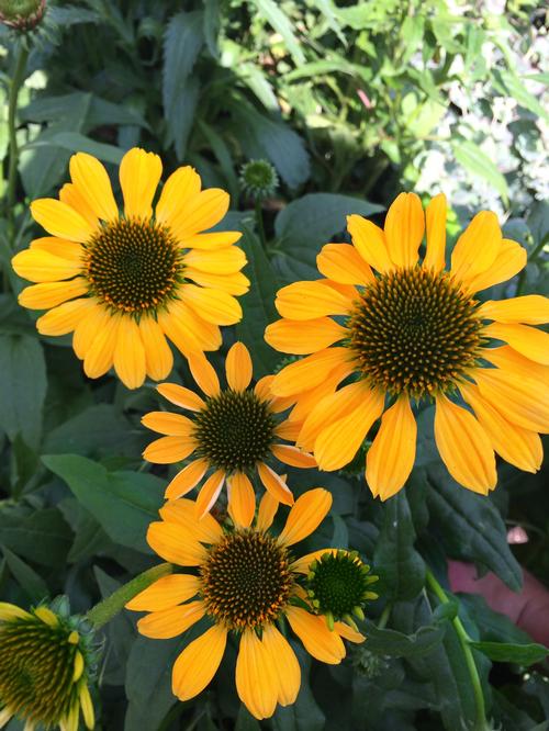 Coneflower Echinacea p. Sombrero Sandy Yellow from Growing Colors