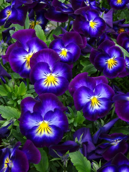 Tufted Violet Viola cornuta Halo Violet from Growing Colors