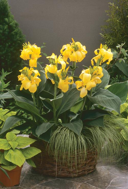 Canna Lily Canna Cannova® Yellow from Growing Colors