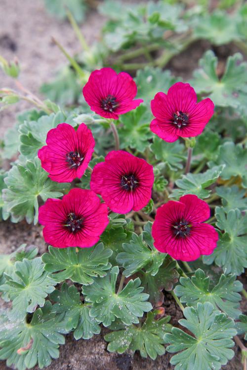 Cranesbill Geranium cinereum Jolly Jewel® Red from Growing Colors