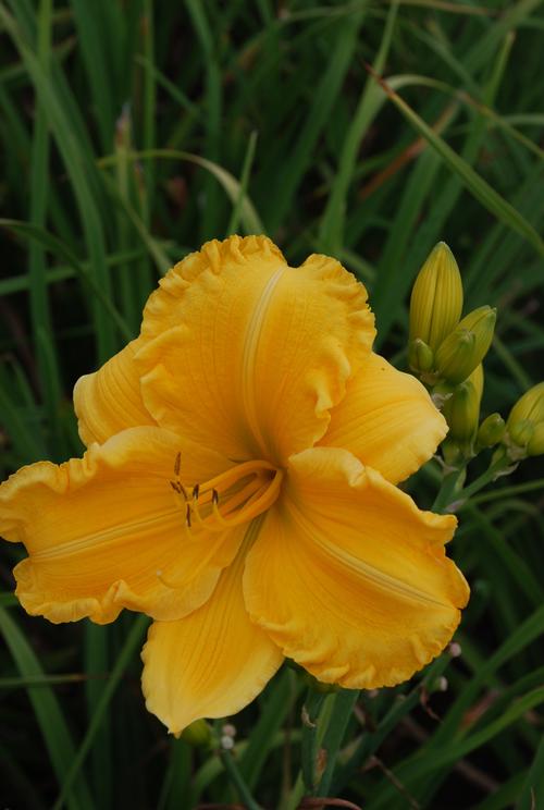 Daylily Hemerocallis Starstruck from Growing Colors