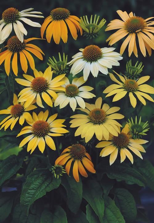 Coneflower Echinacea purpurea Sombrero® Lemon Yellow Improved from