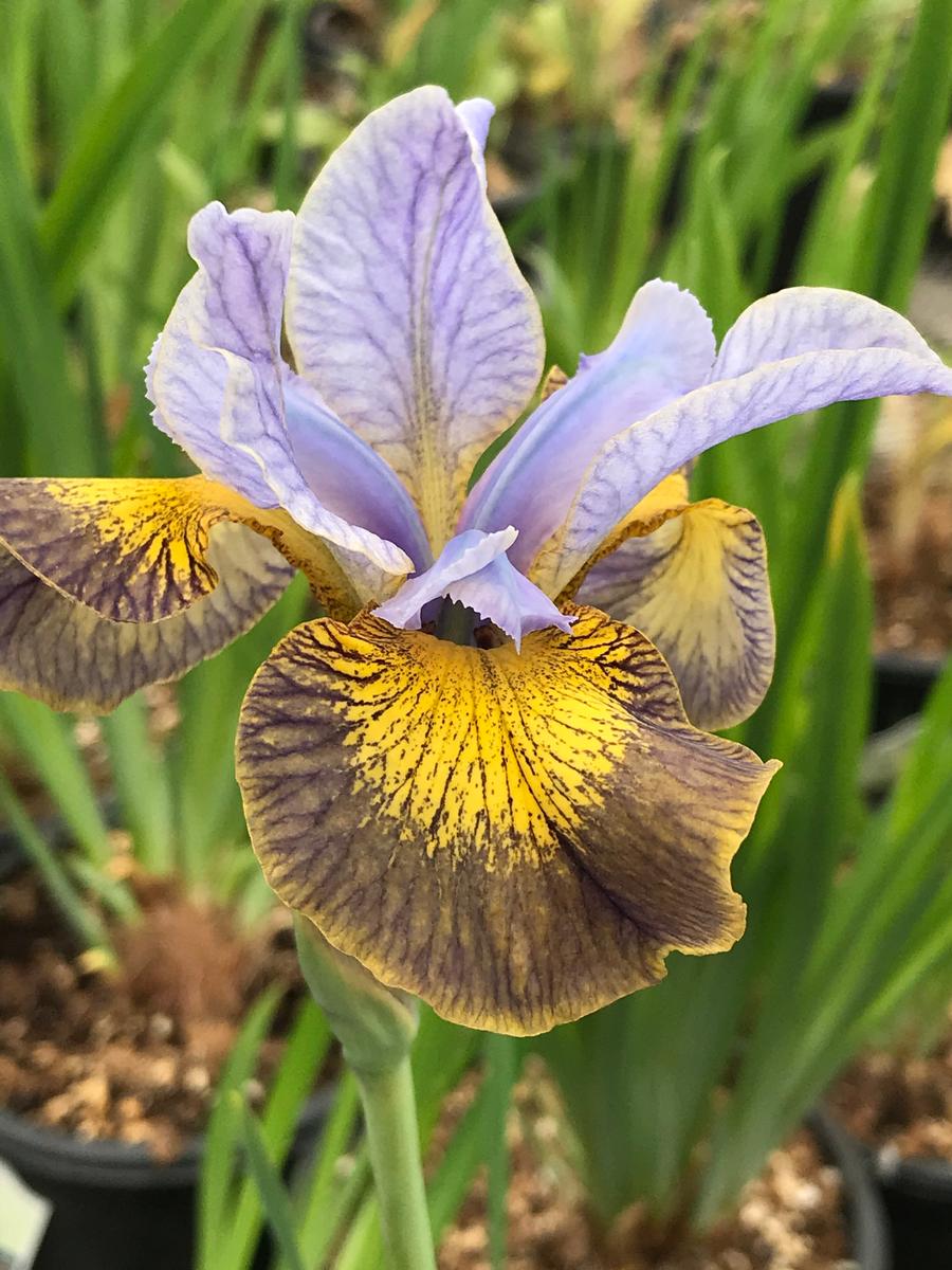 Siberian Iris Iris siberica Peacock Butterfly™ Uncorked from Growing Colors