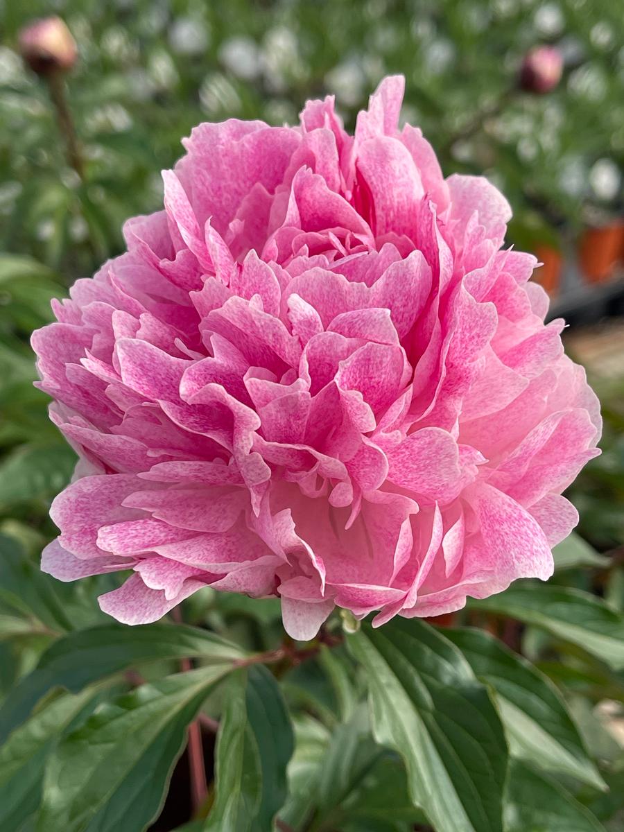 Garden Peony Peony The Fawn from Growing Colors