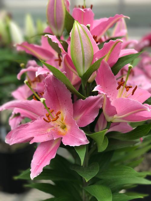 Lilium Oriental Pot Lily Looks™ Sunny Camino from Growing Colors
