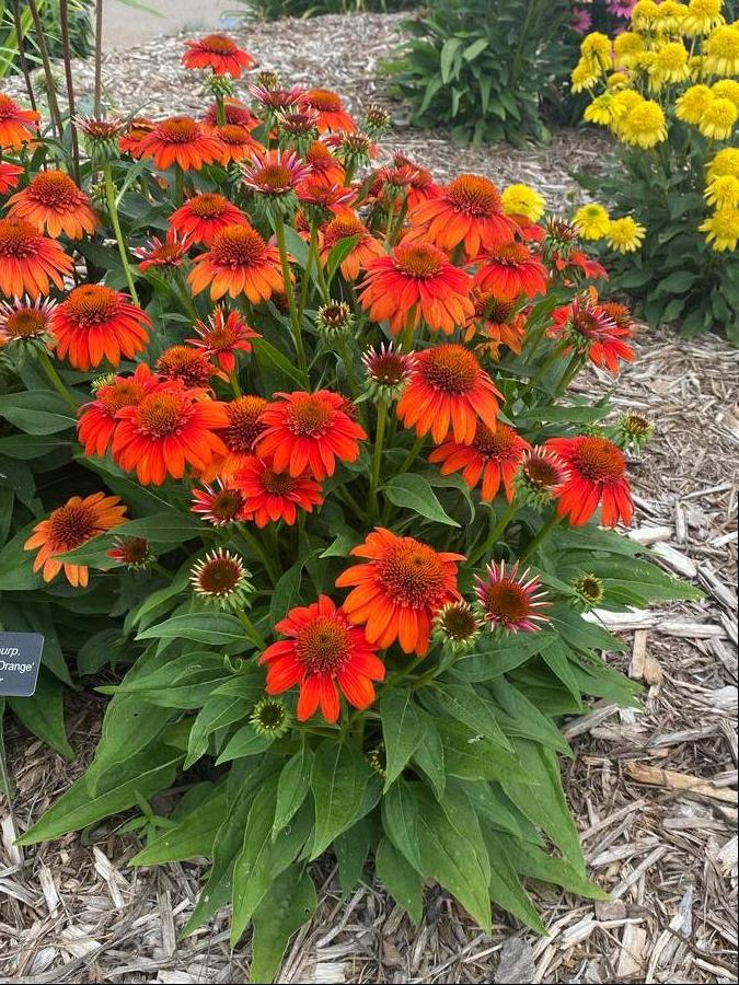 Coneflower Echinacea Sombrero® Fiesta Orange from Growing Colors