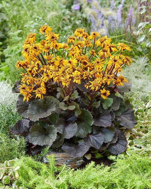 Ragwort Ligularia dentata Pandora from Growing Colors