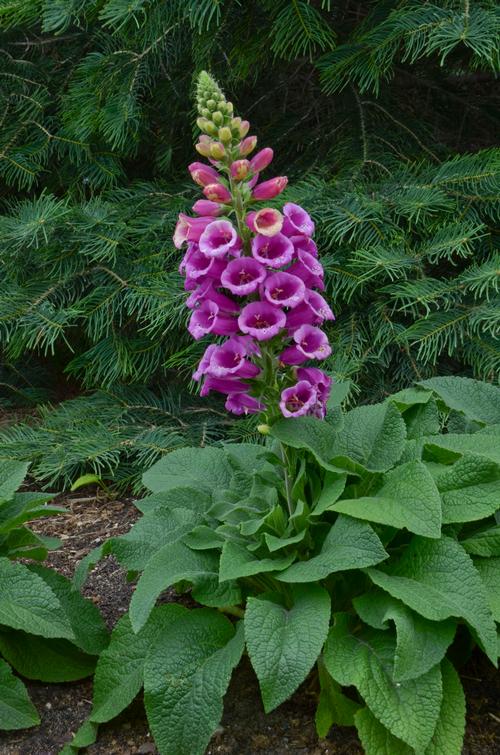 Foxglove Digitalis purpurea Candy Mountain Rose from Growing Colors