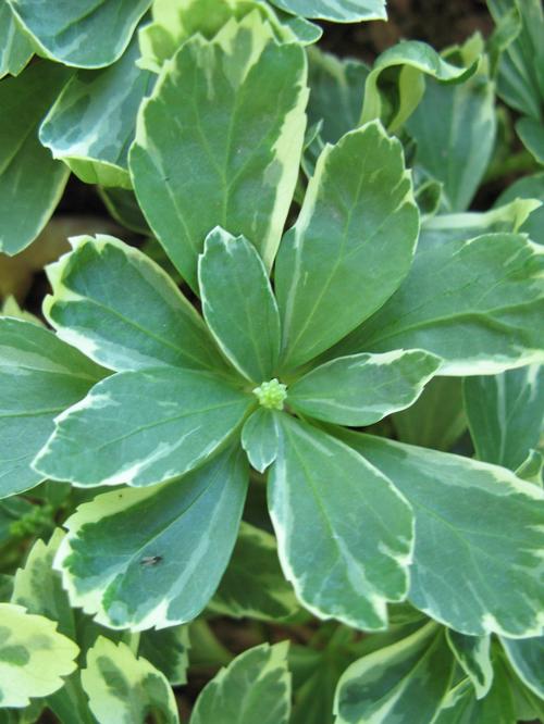 Japanese Spurge Pachysandra terminalis Silver Edge from Growing Colors