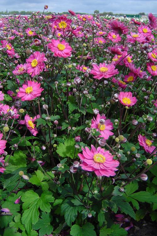 Japanese Anemone Anemone Pamina from Growing Colors