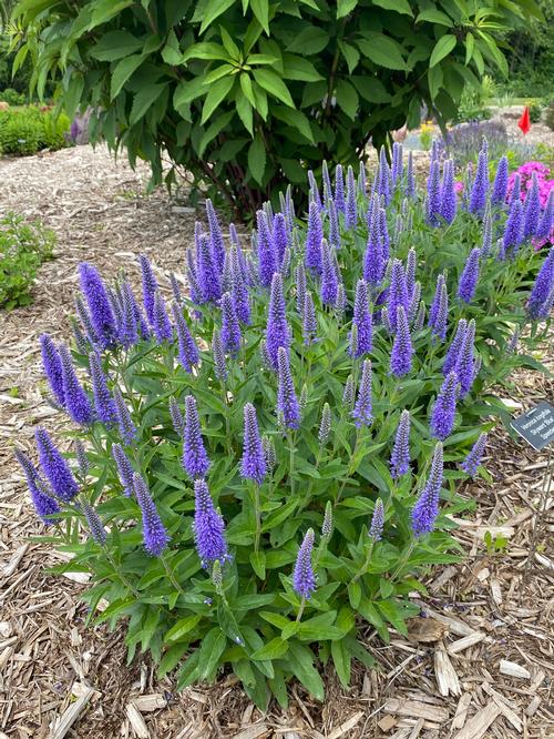 Speedwell Veronica longifolia Skyward™ Blue from Growing Colors