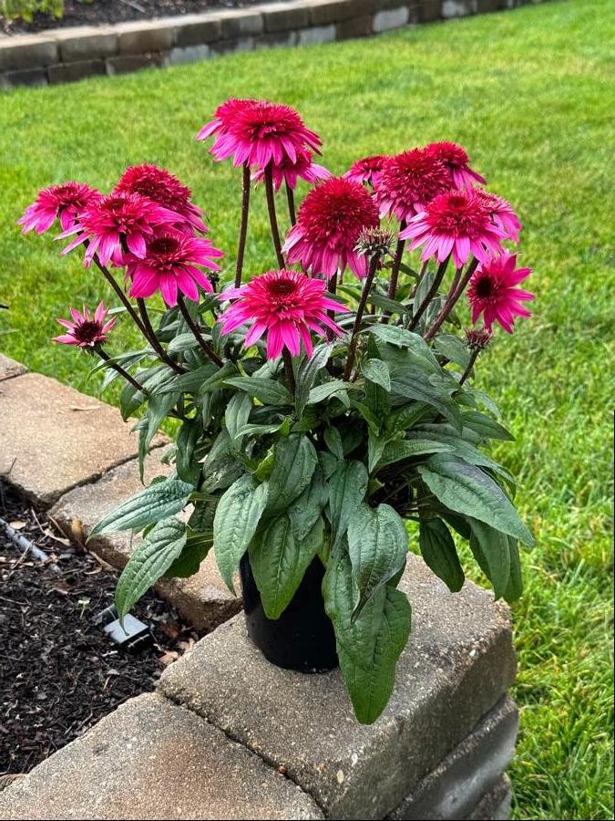 Coneflower Echinacea Double Scoop™ Watermelon Deluxe from Growing Colors