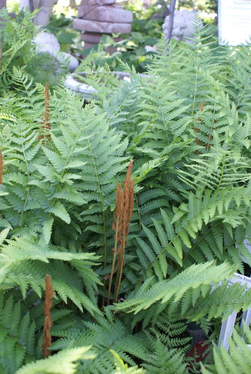 Osmunda cinnamomea Cinnamon Fern from Growing Colors